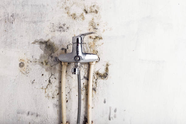 Best Black Mold Remediation in Culver City, CA