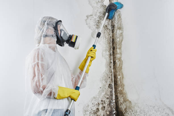 Best Commercial Mold Remediation in Culver City, CA