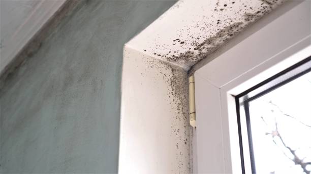 Best Attic Mold Remediation in Culver City, CA