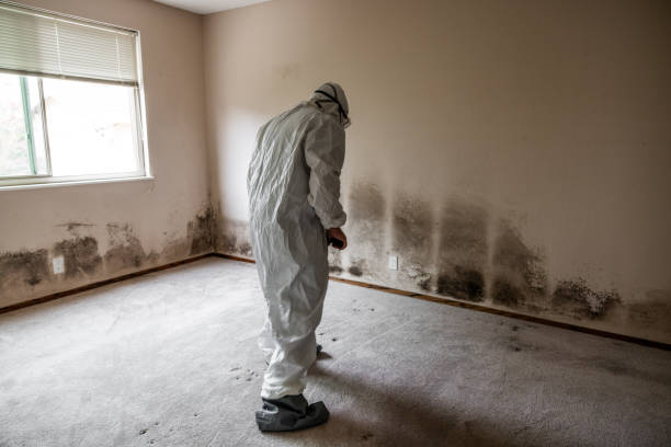 Best Mold Testing and Inspection Services in Culver City, CA