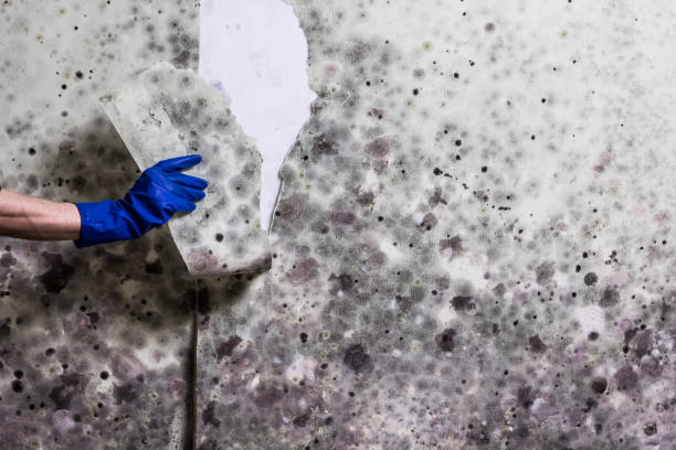 Best White Mold Remediation in Culver City, CA