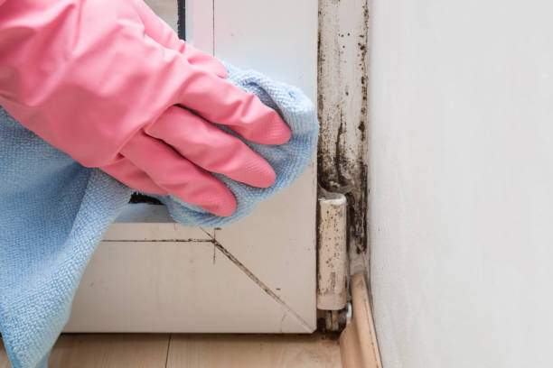 Best Mold Remediation for Specific Building Types in Culver City, CA