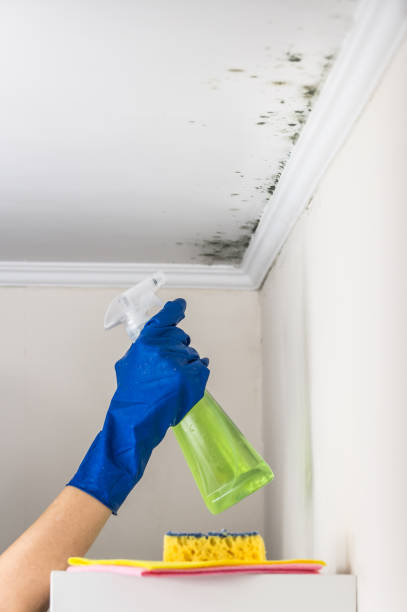 Trusted Culver City, CA Mold Remediation Experts
